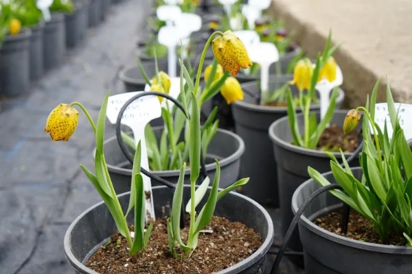 Bir Tek Türkiye'de Yetişiyor! Ömürleri İse Sadece 20 Gün